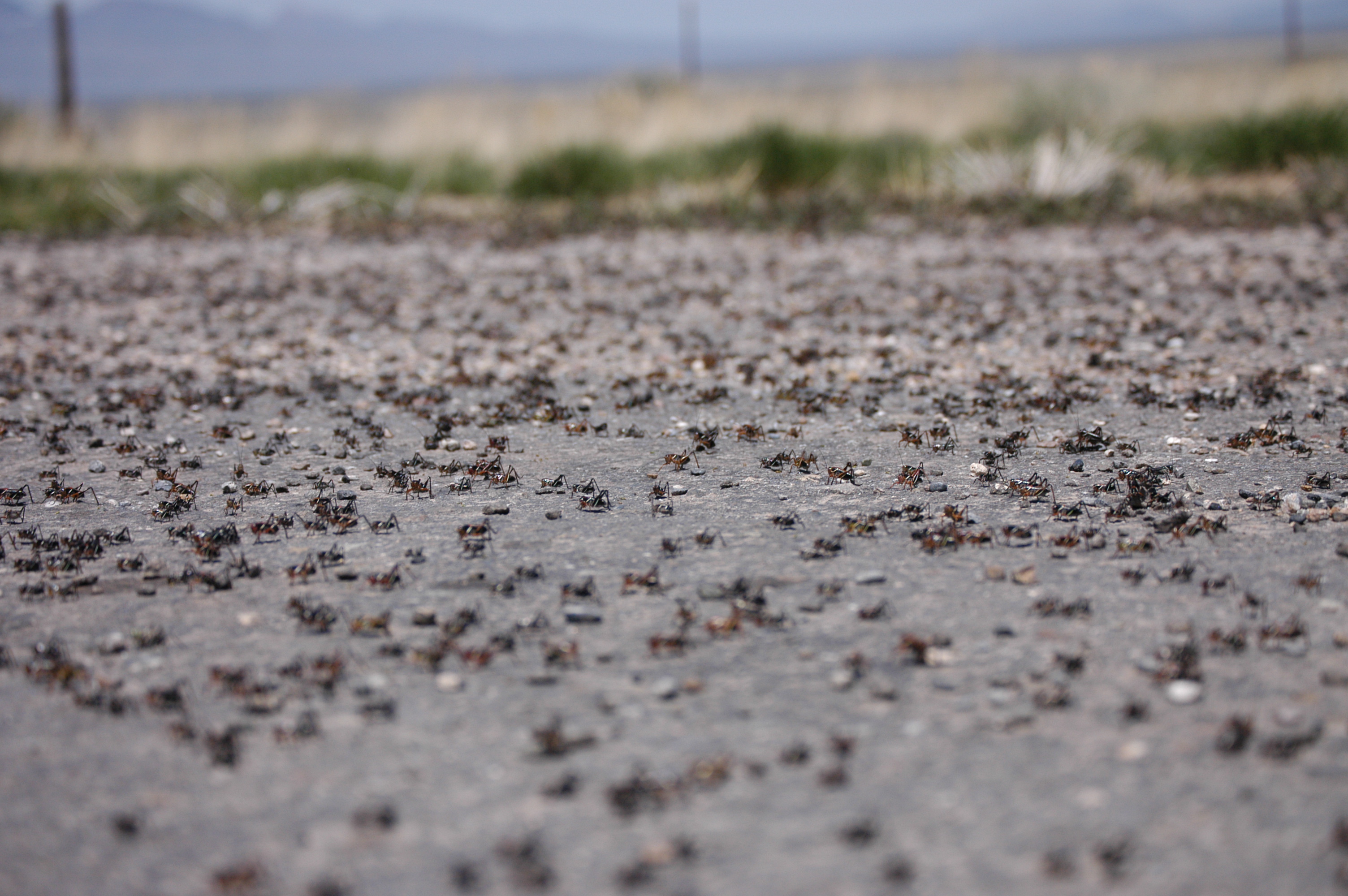 A swarm of Mormon crickets cover the road.